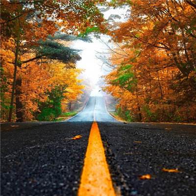 皇家88下载手机版